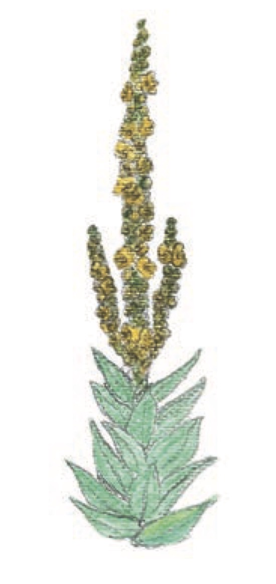 Rosalie und die Geschenke der Natur 